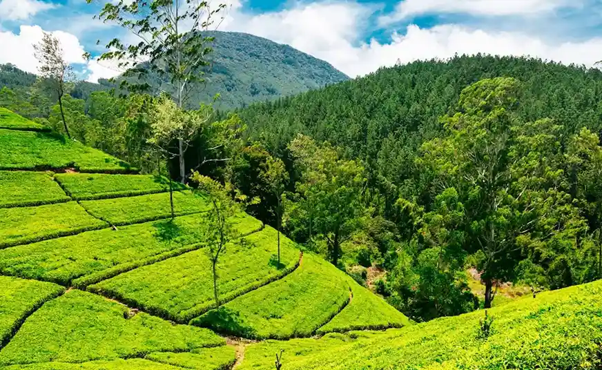 Nuwara Eliya Sri Lanka