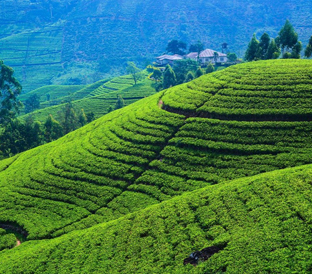 Nuwara Eliya Sri Lanka