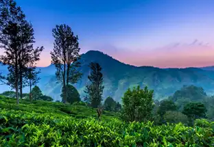 Nuwara Eliya Sri Lanka