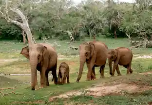 Yala National Park Sri Lanka