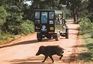Yala National Park Sri Lanka